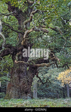 Very old English Oak in a Denish forest Stock Photo