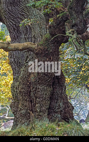 Very old English Oak in a Denish forest Stock Photo