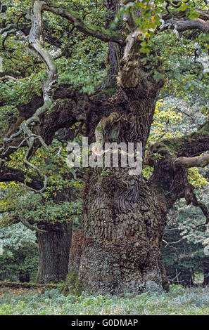 Very old English Oak in a Denish forest Stock Photo