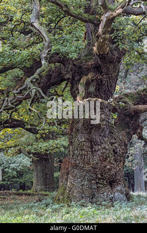 Very old English Oak in a Denish forest Stock Photo