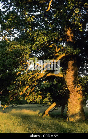 Pedunculate Oak in the last sunlight Stock Photo