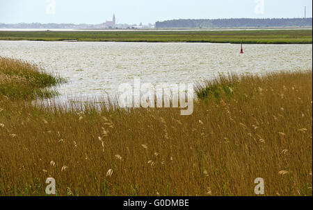 scenery with reed plants and water area Bodden Stock Photo