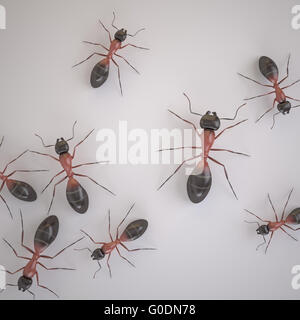 black ants isolated on a white background Stock Photo - Alamy