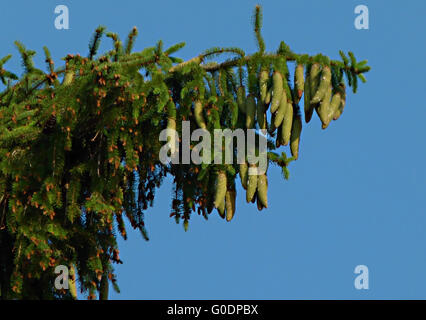 Rich harvest of cones on the tree, and the young shoots of pine needles. Stock Photo