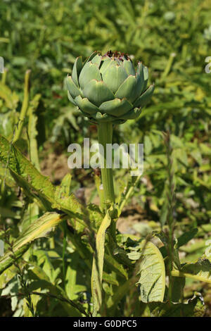 Field with artichokes (Cynara cardunculus) Stock Photo