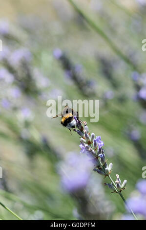 Honey bee (Apis mellifera) Stock Photo