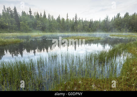 foggy mood in a swamp, Lapland, Sweden Stock Photo