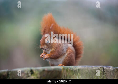 Red Squirrel; Sciurus vulgaris Single UK Stock Photo