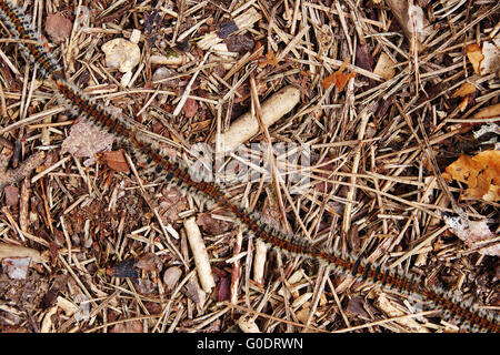 Butterflies caterpillars procession - pine process Stock Photo