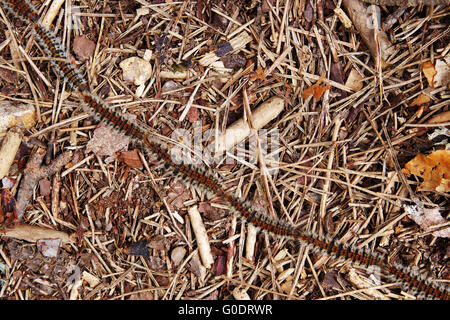 Butterflies caterpillars procession - pine process Stock Photo