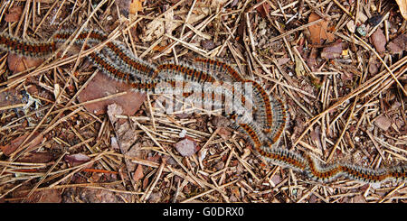 Butterflies caterpillars procession - pine process Stock Photo