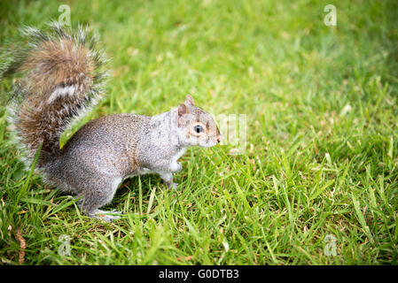 Grey squirrel searching for food on green grass as Kew Botanical Gardens in London, England. Stock Photo