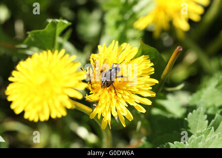 big fly Stock Photo