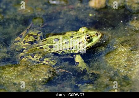 Pelophylax in the water Stock Photo