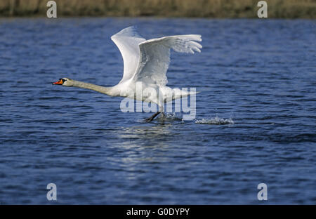 Mute Swan adult bird starts take-off on a lake Stock Photo