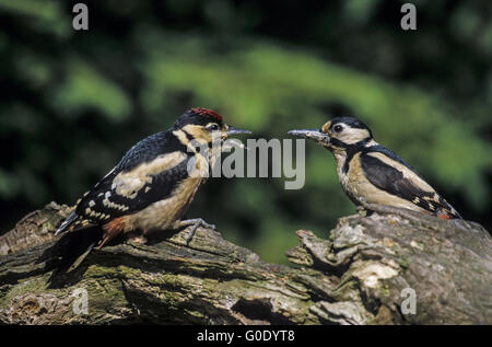 Great Spotted Woodpecker female and juvenile bird
