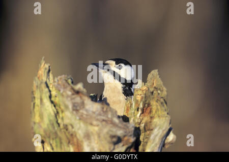Great Spotted Woodpecker observes alert Stock Photo