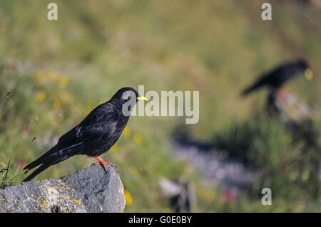 Alpine Chough sits on a rock in an alpine meadow Stock Photo