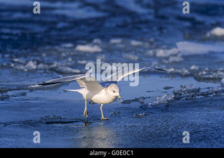 Common Gull by storm on a frozen surface Stock Photo