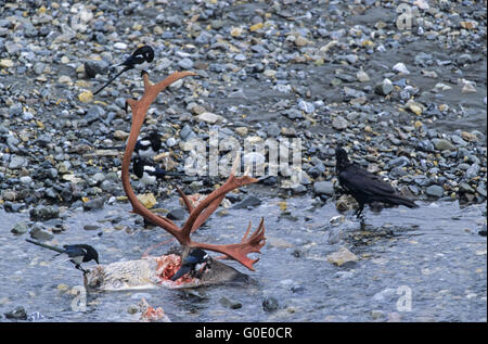 Common Raven and European Magpie eat from caribou Stock Photo