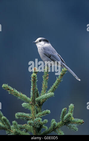 Camp Robber sits on a spruce tree Stock Photo