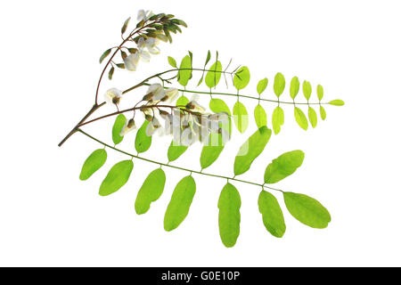 Black Locust/ False Acacia (Robinia pseudoacacia Stock Photo