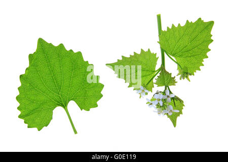 Garlic mustard (Alliaria petiolata) Garlic mustard (Alliaria petiolata)