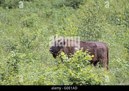 European Bison cow stands in a forest glade Stock Photo