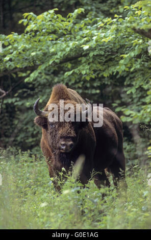 European Bison bull stands in a forest glade Stock Photo