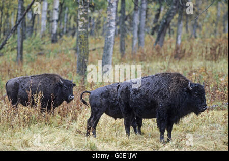 American Bison cowes and calf stand in the prairie Stock Photo