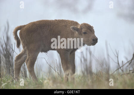 American Bison calf in morning fog Stock Photo