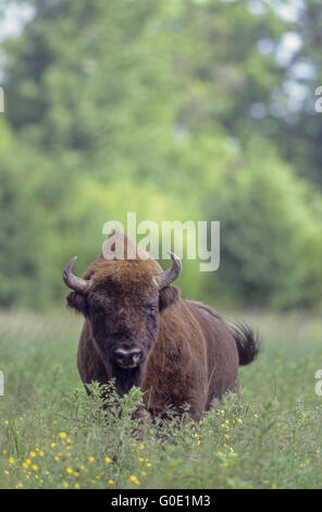 European Bison bull stands in a forest meadow Stock Photo