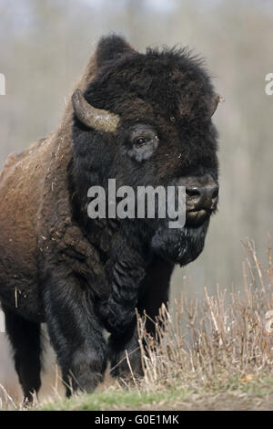 American Bison bull stands in the prairie Stock Photo