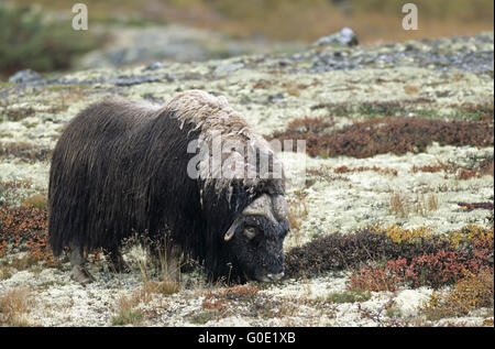 Bull Muskox grazes in the autumnally tundra Stock Photo