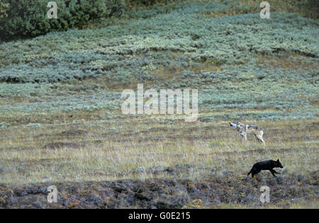 Black Wolf cub and an adult Wolf howl Stock Photo