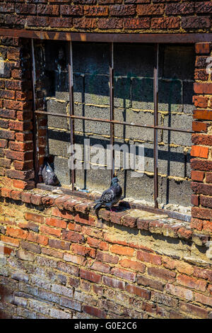 A pair of urban Pigeons seem out of place as they nest on a ledge of an old bricked-up window in a rustic, old brick building Stock Photo