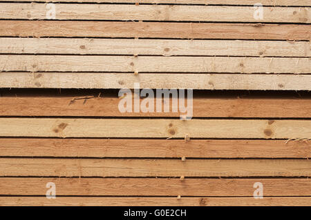 Pine limber limber Stock Photo