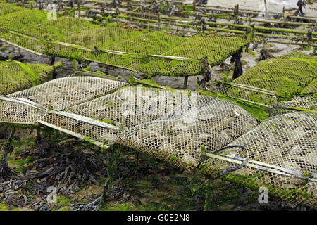 Oyster farming at Cancale, France Stock Photo