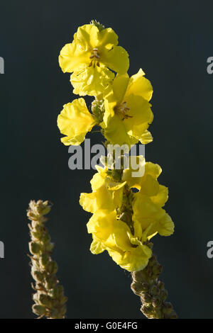 Denseflower Mullein a plant of the genus Verbascum
