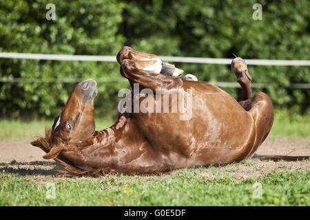 Horse lay on back and having fun to roll in sand Stock Photo
