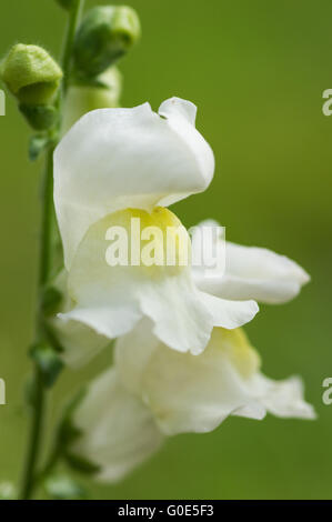 Beautiful summer flower Stock Photo