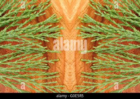 Redwood Leaves Stock Photo