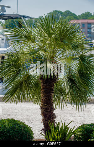 Palmetto tree set against a Carolina blue sky. Stock Photo