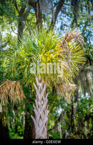 Palmetto tree set against a Carolina blue sky. Stock Photo