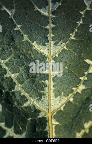 Leaf of Winter Melon, White Gourd, Winter Gourd, Ash Gourd Stock Photo