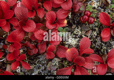 lpine Bearberry the berries appreciated by birds Stock Photo