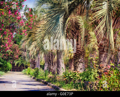Alley in the Park with beautiful southern flowerin Stock Photo