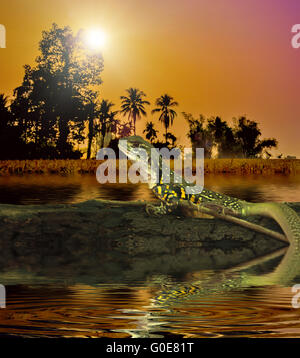 Chameleon iguana on timber decay Stock Photo