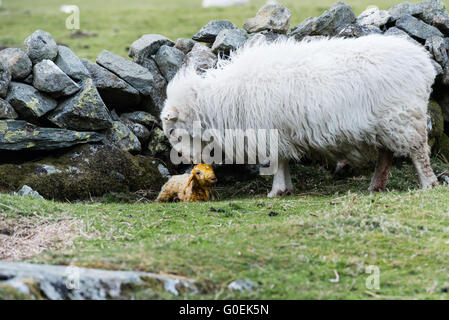 30 April 2016, Nant Ffrancon, Bethesda, Gwynedd, Wales UK. One of the last lambs born on the farm on the evening of 30 April in a windy and cold Ogwen Valley. Stock Photo
