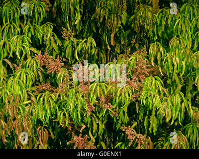 Mango tree in bloom with mango flowers appear in spring to summer Stock  Photo - Alamy